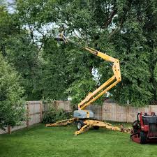 How Our Tree Care Process Works  in  Shokan, NY