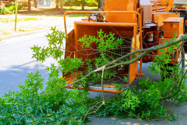 Leaf Removal in Shokan, NY