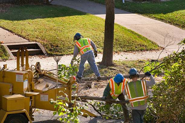 Shokan, NY Tree Care Services Company